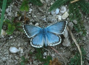 Albastrelui argintiu masculin (Lysandra coridon) chalkhill blue. Photo by Dr Jim Asher (UK)
