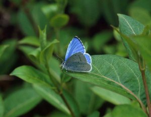 Albastrelui de crusin  (Celastrina argiolus) holly blue. Photo by Dr Jim Asher (UK)